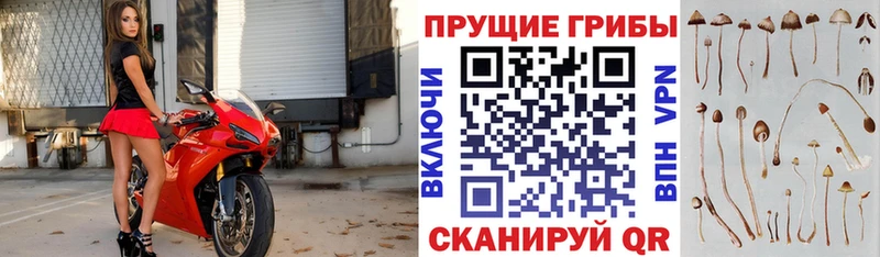 где можно купить Алзамай Псилоцибиновые грибы MAGIC MUSHROOMS